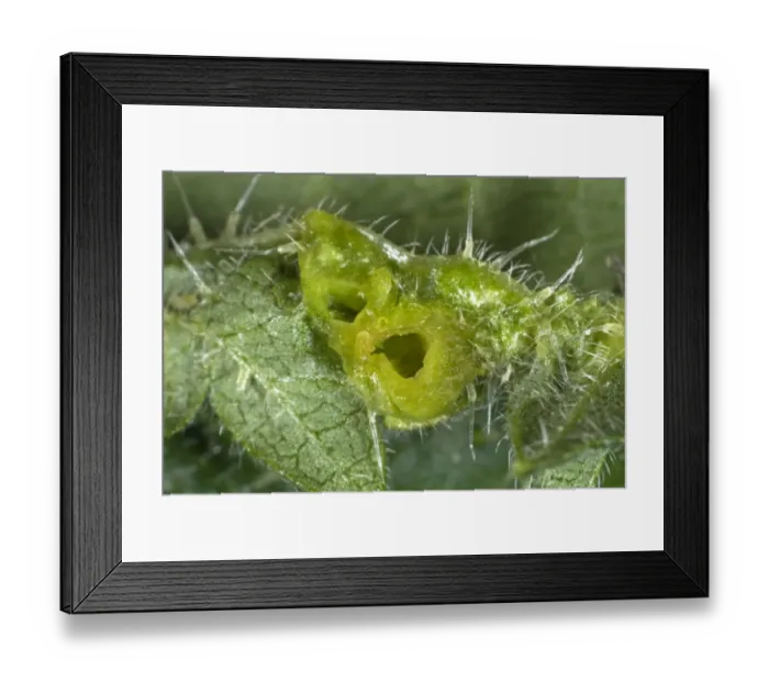 Framed Print : Section through a nettle leaf gall caused by a midge, Dasineura urticae, on the underside of a stinging nettle Framed Print : Section through a nettle leaf gall caused by a midge, Dasineura urticae, on the underside of a stinging nettle