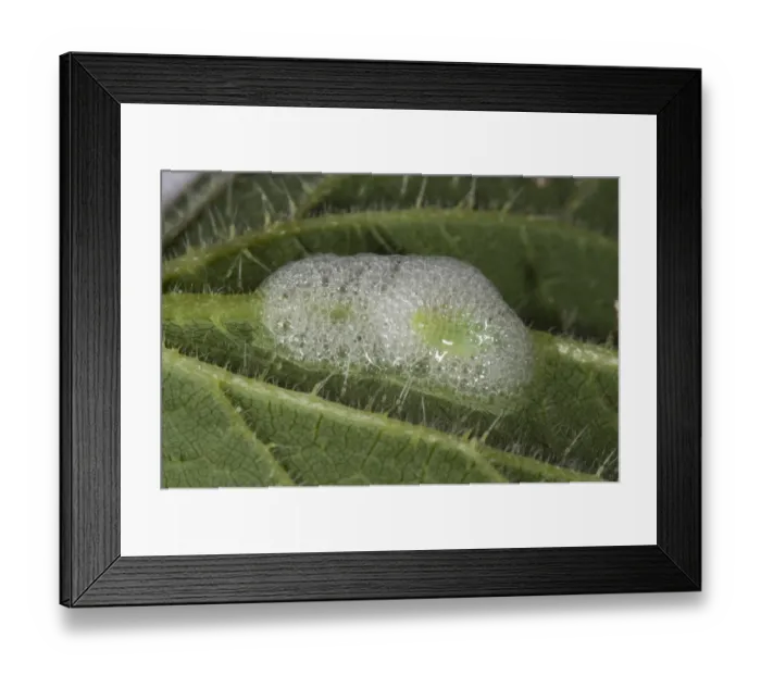 Framed Print : Cuckoo spit on a stinging nettle leaf with a green froghopper nymph, Philaenus spumarius Framed Print : Cuckoo spit on a stinging nettle leaf with a green froghopper nymph, Philaenus spumarius