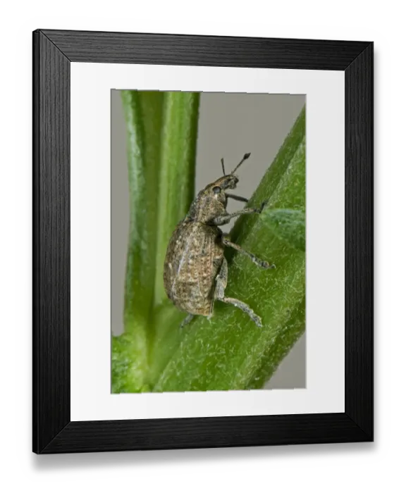 Framed Print : Clay-coloured weevil, Otiorhychus singularis, adult with damage antenna