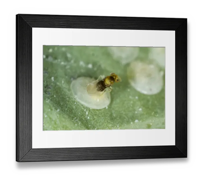 Framed Print : An adult parasitoid wasp, Encarsia tricolor, laying eggs, ovipositing in larval scales of cabbage whitefly Framed Print : An adult parasitoid wasp, Encarsia tricolor, laying eggs, ovipositing in larval scales of cabbage whitefly