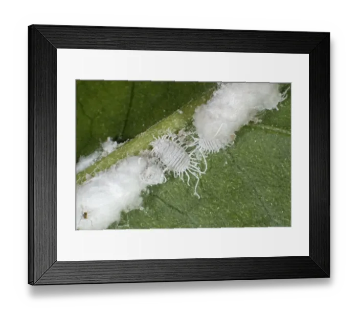 Framed Print : Glasshouse mealbugs, Pseudococcus viburni, with their waxy extrusions along the leaf vein of a Bougainvillea house Framed Print : Glasshouse mealbugs, Pseudococcus viburni, with their waxy extrusions along the leaf vein of a Bougainvillea house