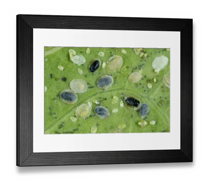 Framed Print : Larval scales of cabbage whitefly, Aleyrodes proletella, parasitised by a parasitoiid wasp, Encarsia tricolor Framed Print : Larval scales of cabbage whitefly, Aleyrodes proletella, parasitised by a parasitoiid wasp, Encarsia tricolor