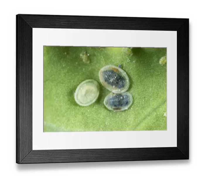 Framed Print : Larval scales of cabbage whitefly, Aleyrodes proletella, parasitised by a parasitoiid wasp, Encarsia tricolor Framed Print : Larval scales of cabbage whitefly, Aleyrodes proletella, parasitised by a parasitoiid wasp, Encarsia tricolor