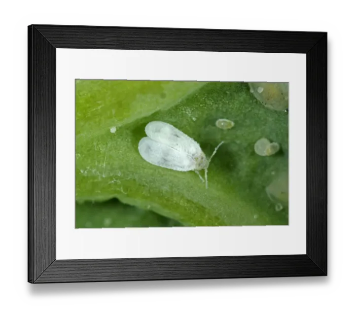 Framed Print : Adult cabbage whitefly, Aleyrodes proletella, with larval scales and eggs on a cabbage leaf Framed Print : Adult cabbage whitefly, Aleyrodes proletella, with larval scales and eggs on a cabbage leaf