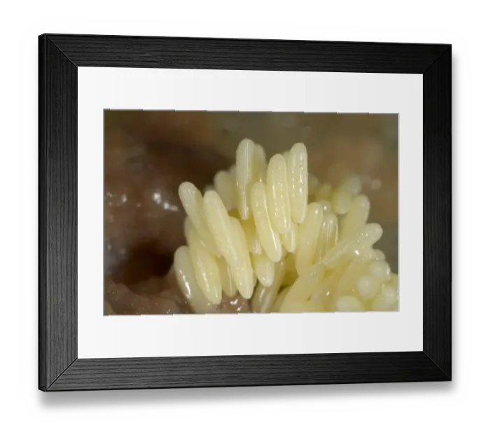 Framed Print : Fly eggs laid on rotting meat