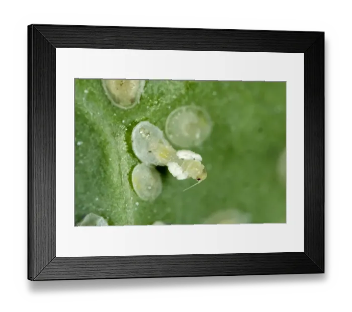 Framed Print : Cabbage whitefly, Aleyrodes proletella, adult emerging from a pupa Framed Print : Cabbage whitefly, Aleyrodes proletella, adult emerging from a pupa