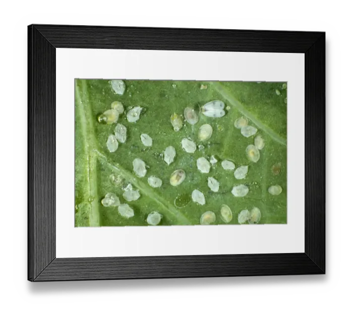 Framed Print : Adult cabbage whitefly, Aleyrodes proletella, with larval scales, pupae and hatched pupal cases on a cabbage leaf Framed Print : Adult cabbage whitefly, Aleyrodes proletella, with larval scales, pupae and hatched pupal cases on a cabbage leaf