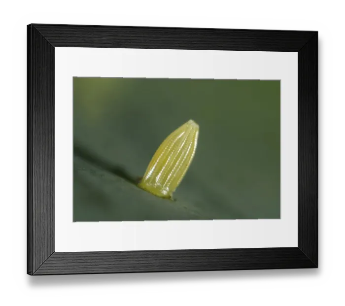 Framed Print : Egg of the small white butterfly, Pieris rapae, on a cabbage leaf Framed Print : Egg of the small white butterfly, Pieris rapae, on a cabbage leaf