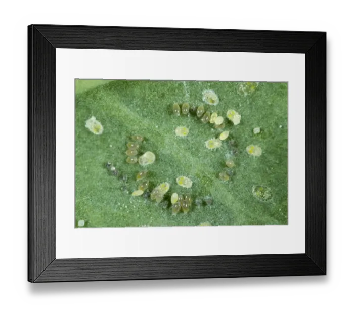 Framed Print : Cabbage whitefly, Aleyrodes proletella, eggs laid in a circle on a cabbage leaf