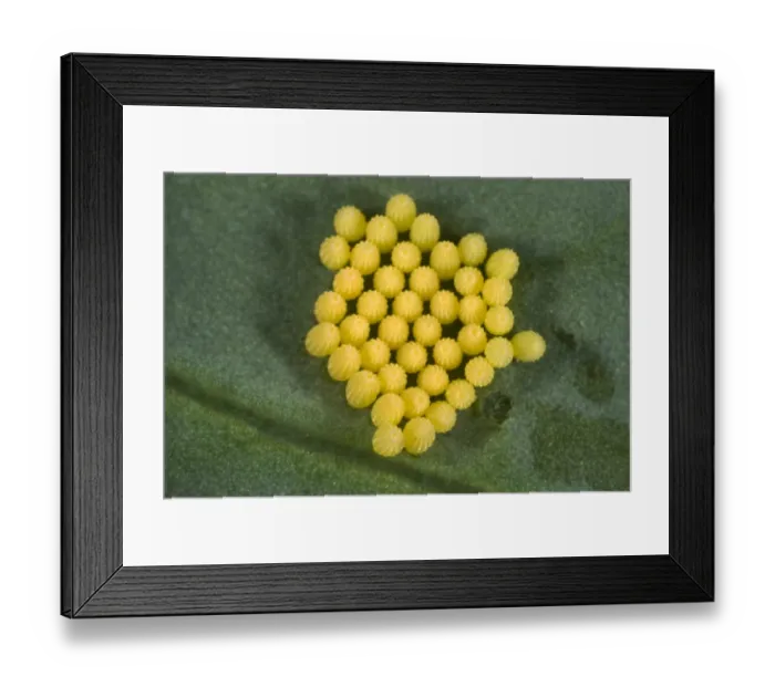 Framed Print : Eggs of the cabbage or large white butterfly, Pieris brassicae Framed Print : Eggs of the cabbage or large white butterfly, Pieris brassicae