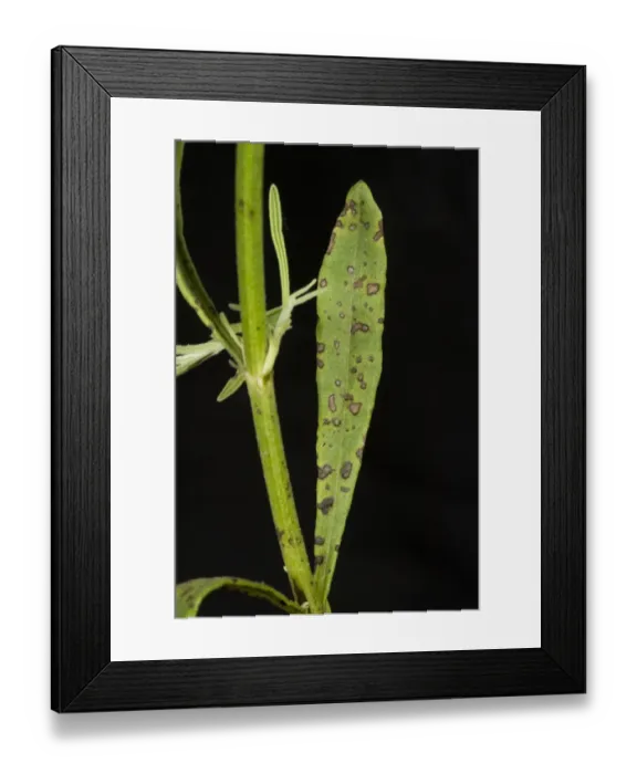 Framed Print : Lavender leaf spot, Septoria lavandulae, spotting on lavender leaves and stem