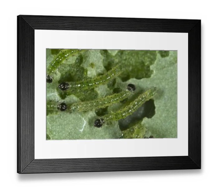 Framed Print : small white butterfly, Pieris rapae, neonate caterpillars feeding on a cabbage leaf