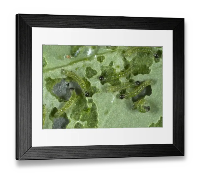 Framed Print : small white butterfly, Pieris rapae, neonate caterpillars feeding on a cabbage leaf Framed Print : small white butterfly, Pieris rapae, neonate caterpillars feeding on a cabbage leaf
