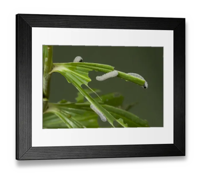 Framed Print : Solomons seal sawfly, Phymatocera aterrima, larvae on damaged solomons seal leaf, Polygonatum x hybridum Framed Print : Solomons seal sawfly, Phymatocera aterrima, larvae on damaged solomons seal leaf, Polygonatum x hybridum