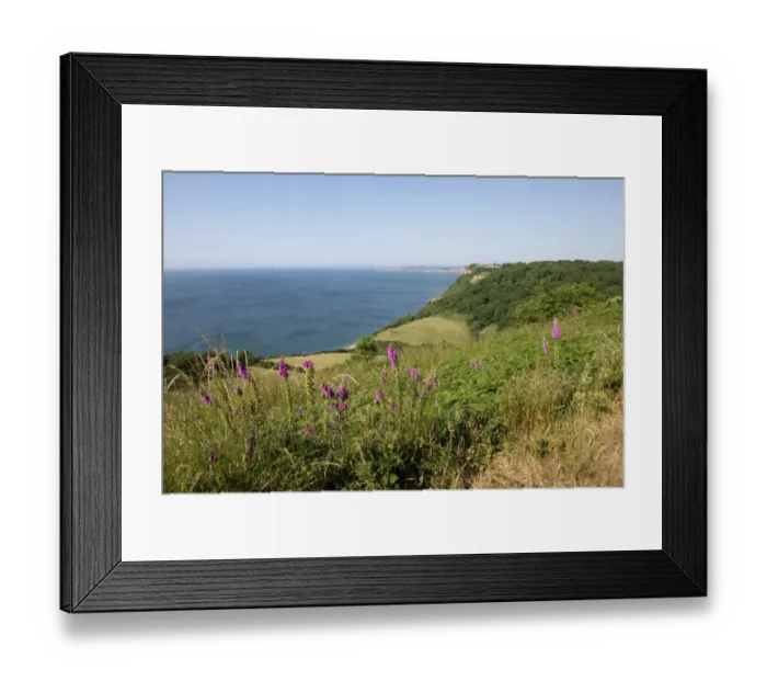 Framed Print : Jurassic Coast at Weston Mouth near Sidmouth on a fine high summer day with foxgloves flowering with blue sky Framed Print : Jurassic Coast at Weston Mouth near Sidmouth on a fine high summer day with foxgloves flowering with blue sky