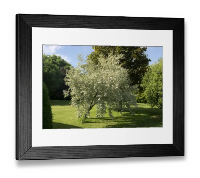 Framed Print : Ornamental shrub, Elaeagnus angustifolia Quicksilver in flower, in a country garden Framed Print : Ornamental shrub, Elaeagnus angustifolia Quicksilver in flower, in a country garden