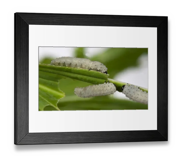 Framed Print : Solomons seal sawfly, Phymatocera aterrima, larvae on damaged solomons seal leaf, Polygonatum x hybridum Framed Print : Solomons seal sawfly, Phymatocera aterrima, larvae on damaged solomons seal leaf, Polygonatum x hybridum
