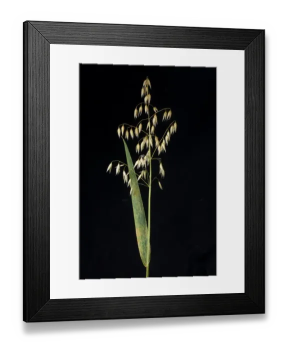 Framed Print : Oat crown rust, Puccinia coronata, on oats flag leaf Framed Print : Oat crown rust, Puccinia coronata, on oats flag leaf