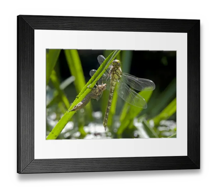Framed Print : Southern Hawker Dragonfly, Aeshna cyanea, newly emerged from its exuvia on the leaf of a water soldier in a garden pond Framed Print : Southern Hawker Dragonfly, Aeshna cyanea, newly emerged from its exuvia on the leaf of a water soldier in a garden pond