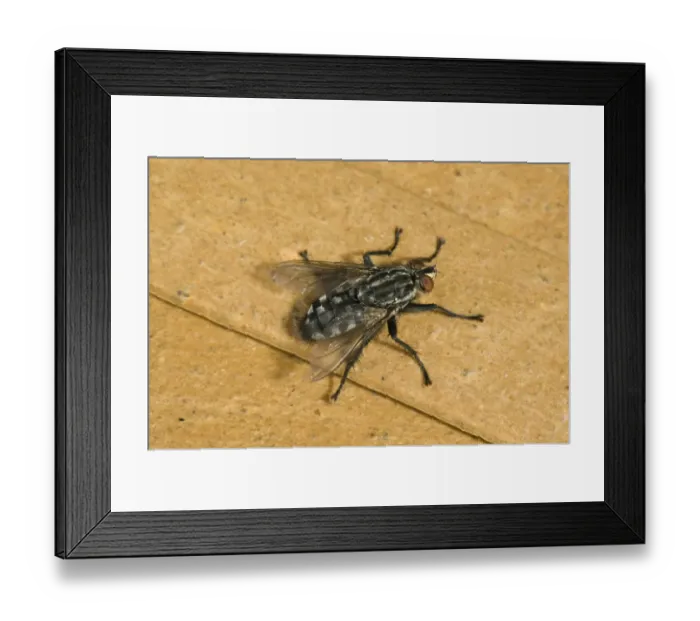 Framed Print : Flesh fly, Sarcophaga carnaria, adult fly Framed Print : Flesh fly, Sarcophaga carnaria, adult fly