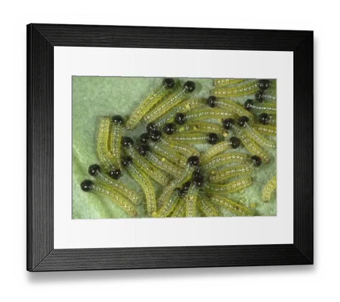 Framed Print : large or cabbage white butterfly, Pieris brassicae, neonate caterpillars feeding on a cabbage leaf Framed Print : large or cabbage white butterfly, Pieris brassicae, neonate caterpillars feeding on a cabbage leaf
