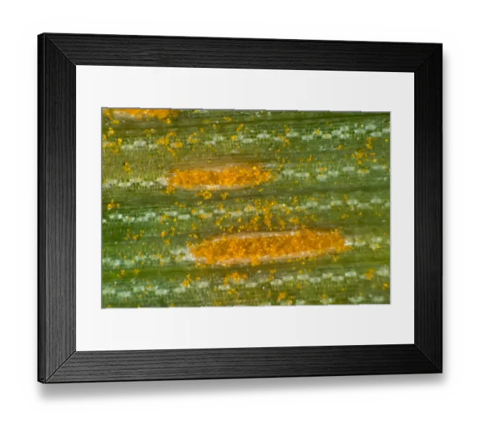 Framed Print : A photomicrograph of oat crown rust, Puccinia coronata, pustules on an oats leaf Framed Print : A photomicrograph of oat crown rust, Puccinia coronata, pustules on an oats leaf
