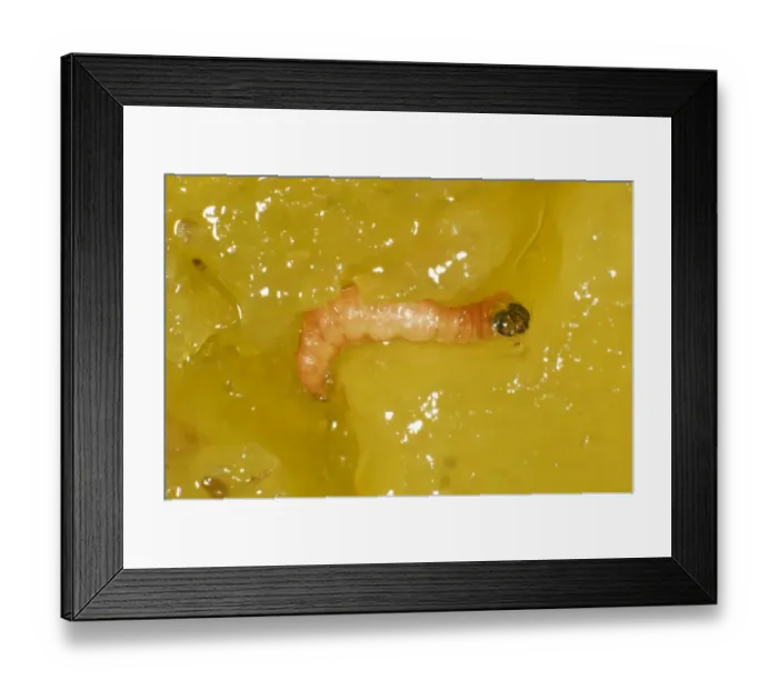 Framed Print : Plum fruit moth, Grapholita funebrana, caterpillar in damaged plum fruit Framed Print : Plum fruit moth, Grapholita funebrana, caterpillar in damaged plum fruit