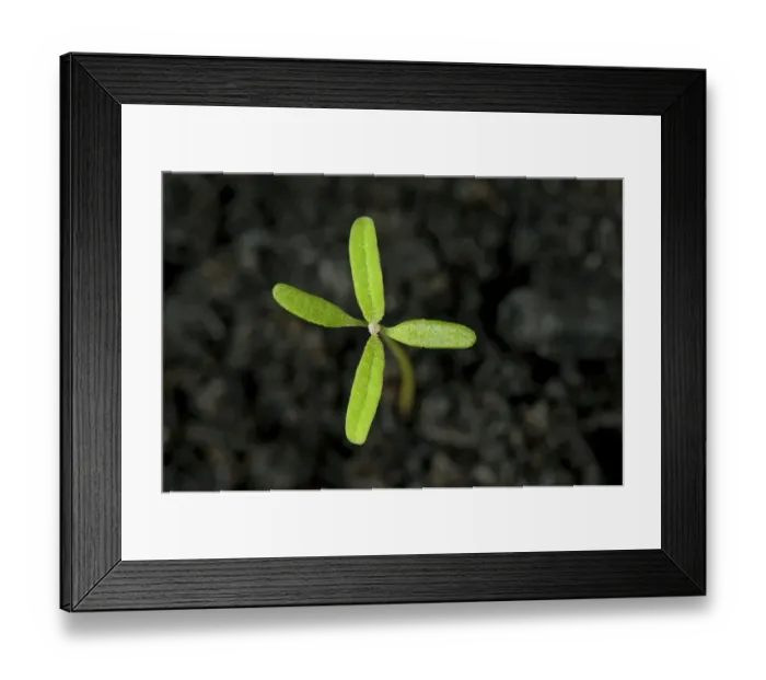 Framed Print : Fat hen, Chenopodium album, seedling with cotyledons and two true leaves forming - an annual arable and garden weed Framed Print : Fat hen, Chenopodium album, seedling with cotyledons and two true leaves forming - an annual arable and garden weed