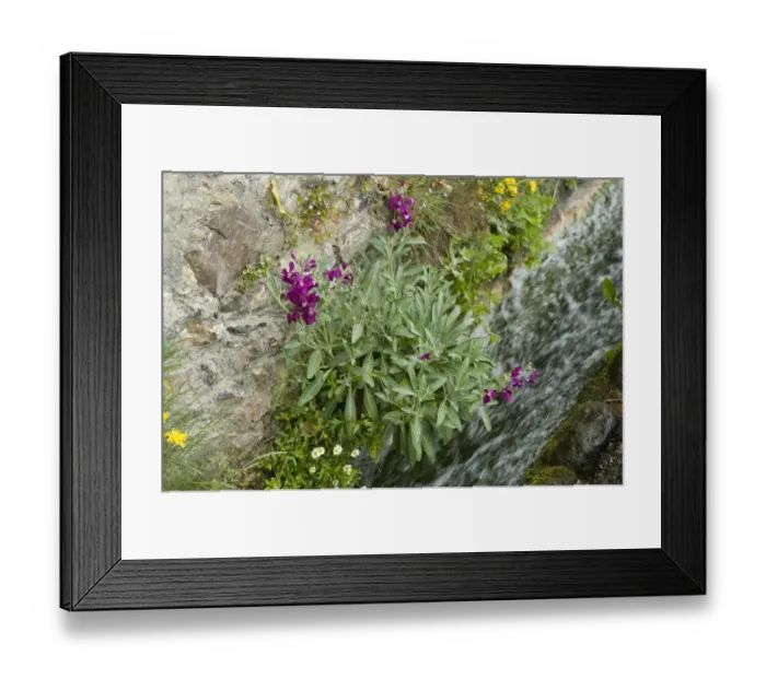 Framed Print : Hoary stock, Matthiola incana, flowering with other vegetation on the cliffs at Beer Beach in Devon Framed Print : Hoary stock, Matthiola incana, flowering with other vegetation on the cliffs at Beer Beach in Devon
