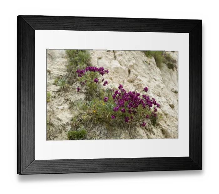 Framed Print : Hoary stock, Matthiola incana, flowering with other vegetation on the cliffs at Beer Beach in Devon Framed Print : Hoary stock, Matthiola incana, flowering with other vegetation on the cliffs at Beer Beach in Devon