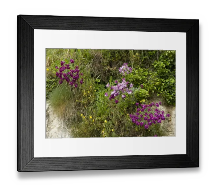 Framed Print : Hoary stock, Matthiola incana, flowering with other vegetation on the cliffs at Beer Beach in Devon Framed Print : Hoary stock, Matthiola incana, flowering with other vegetation on the cliffs at Beer Beach in Devon