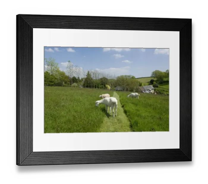 Framed Print : Domestic Goat, three adults, grazing in meadow on hillside, Devon, England, May Framed Print : Domestic Goat, three adults, grazing in meadow on hillside, Devon, England, May