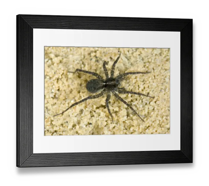 Framed Print : Wolfspider, Pardosa amentata Framed Print : Wolfspider, Pardosa amentata