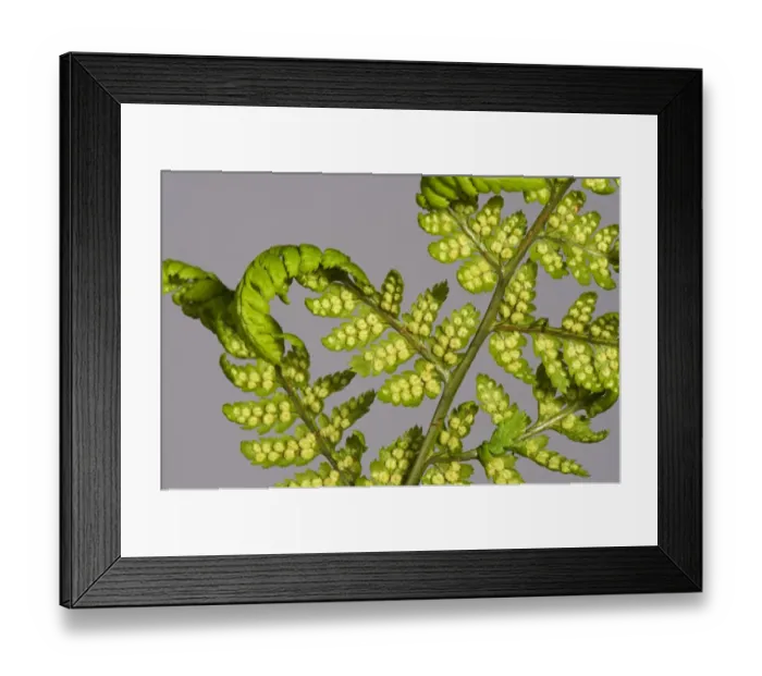 Framed Print : Sori developing on the underside of the frond or blade of a male fern, Dryopteris filix-mas Framed Print : Sori developing on the underside of the frond or blade of a male fern, Dryopteris filix-mas