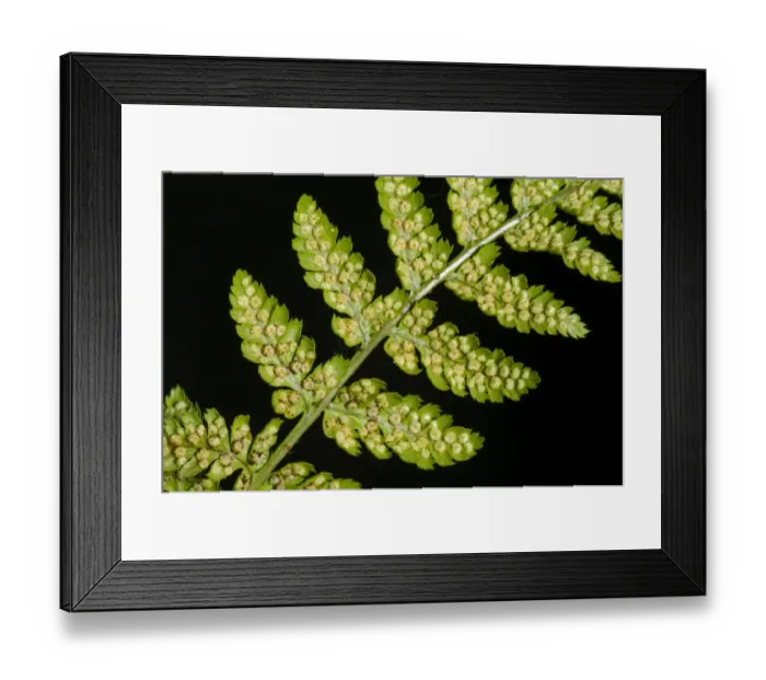 Framed Print : Sori developing on the underside of the frond or blade of a male fern, Dryopteris filix-mas Framed Print : Sori developing on the underside of the frond or blade of a male fern, Dryopteris filix-mas