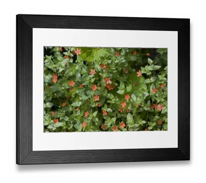Framed Print : Scarlet pimpernel, Anagallis arvensis, plants in flower Framed Print : Scarlet pimpernel, Anagallis arvensis, plants in flower