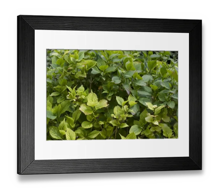 Framed Print : Lime induced iron and nitrogen deficiency causing chlorosis of the leaves of a Hydrangea macrophylla garden shrub Framed Print : Lime induced iron and nitrogen deficiency causing chlorosis of the leaves of a Hydrangea macrophylla garden shrub