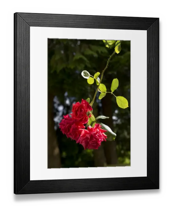 Framed Print : Red blooms of a climbing rose, Danse du Feu Framed Print : Red blooms of a climbing rose, Danse du Feu