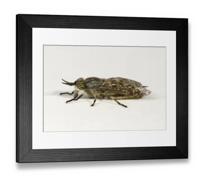 Framed Print : Cleg-fly or horse-fly, Haematopota pluvialis, adult female biting fly Framed Print : Cleg-fly or horse-fly, Haematopota pluvialis, adult female biting fly