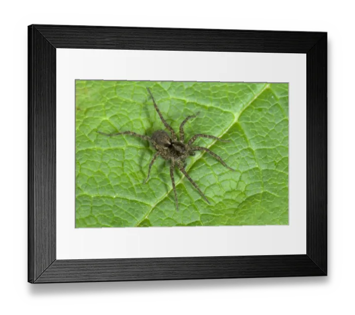 Framed Print : Wolfspider, Pardosa amentata Framed Print : Wolfspider, Pardosa amentata