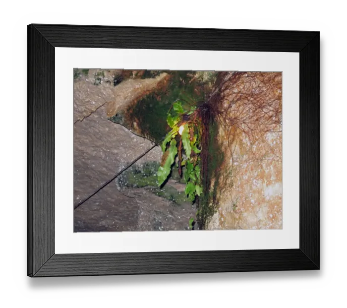Framed Print : Hart s-tongue Fern (Phyllitis scolopendrium) growing in light of bulb deep in limestone caves, near Beer, Devon Framed Print : Hart s-tongue Fern (Phyllitis scolopendrium) growing in light of bulb deep in limestone caves, near Beer, Devon