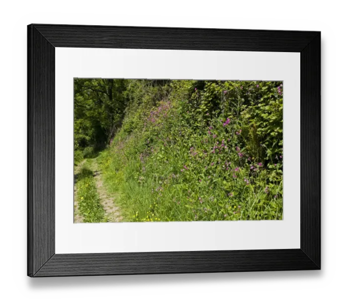 Framed Print : Red campions and other plants in flower beside a Devon cliff path in early summer