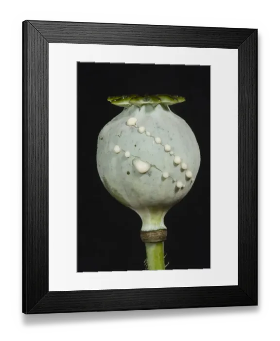 Framed Print : Sap or latex exuding from cuts in the seedpod of an opium poppy, Papaver somniferum Framed Print : Sap or latex exuding from cuts in the seedpod of an opium poppy, Papaver somniferum