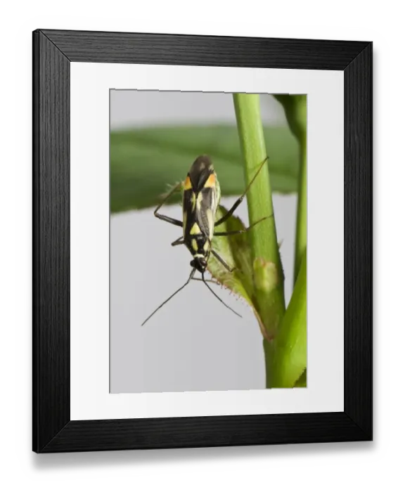 Framed Print : Mirid bug, Grypocoris stysi, adult Framed Print : Mirid bug, Grypocoris stysi, adult