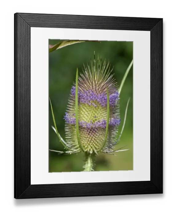 Framed Print : Teasel, Dipsacus fullonum, flowers Framed Print : Teasel, Dipsacus fullonum, flowers