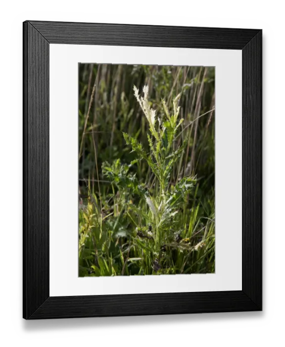 Framed Print : White tips to the leaves of a creeping thistle, Cirsium arvense, caused by Phoma macrostoma a disease with potental use Framed Print : White tips to the leaves of a creeping thistle, Cirsium arvense, caused by Phoma macrostoma a disease with potental use
