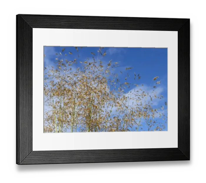 Framed Print : Golden oats or giant feather grass, Stipa gigantea, a large ornamental garden grass in seedhead