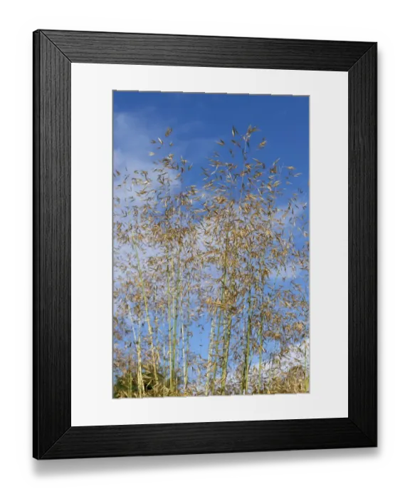 Framed Print : Golden oats or giant feather grass, Stipa gigantea, a large ornamental garden grass in seedhead Framed Print : Golden oats or giant feather grass, Stipa gigantea, a large ornamental garden grass in seedhead