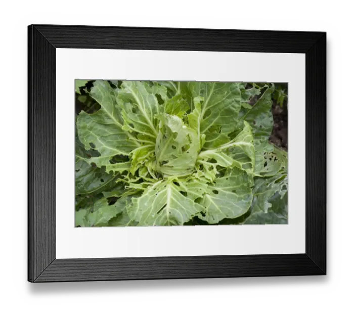 Framed Print : Cabbage white butterfly, Pieris brassicae & rapae, caterpillar damage to pointed cabbage plant leaves