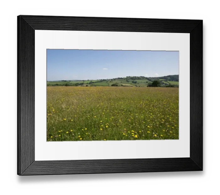 Framed Print : Wild flower meadow at Goren Farm near Stockland in Devon on a fine summer day Framed Print : Wild flower meadow at Goren Farm near Stockland in Devon on a fine summer day